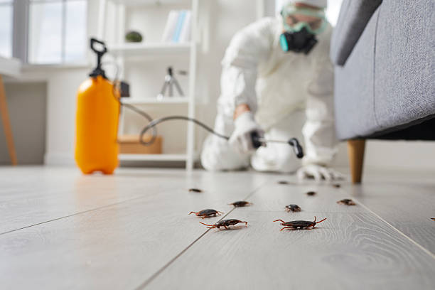 Commercial Kitchen Cockroach Control in Green Valley